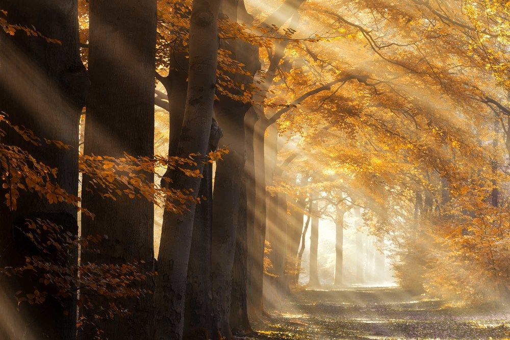 The autumn light path
