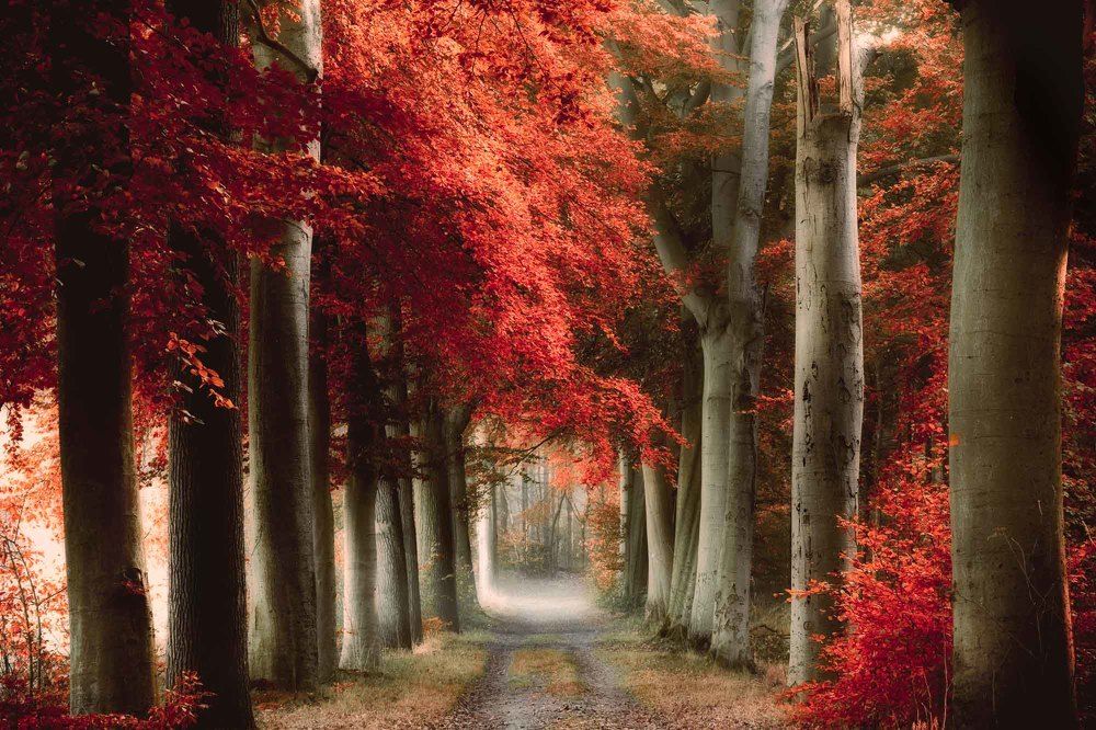 The red forest path – forest and fine art photography
