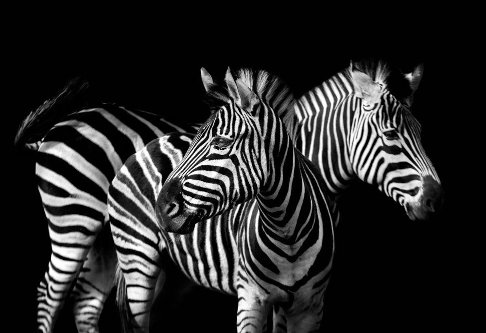 Раздвоение