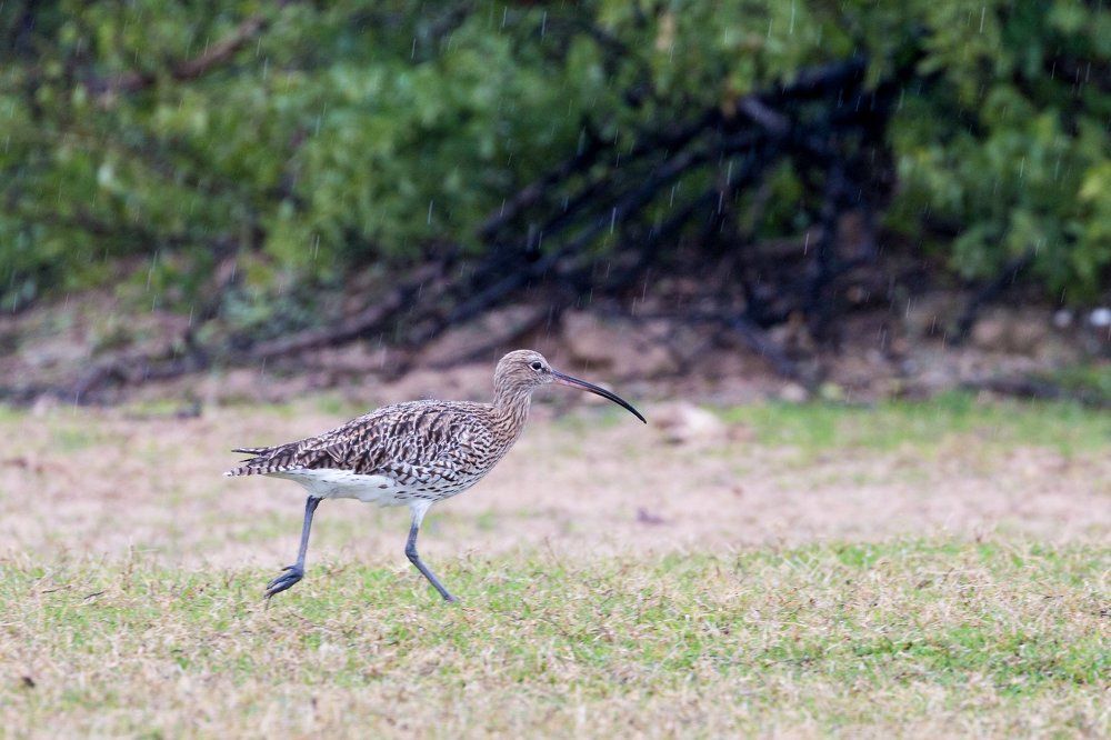 Убегая от дождя.