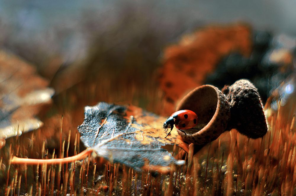 По осенним следам