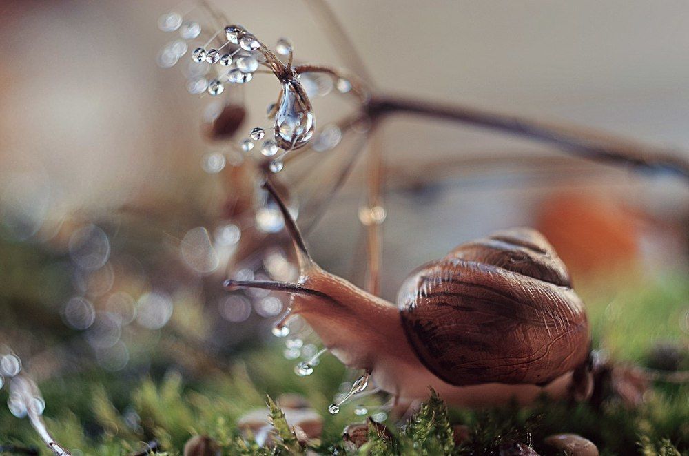 В хрустальном царстве