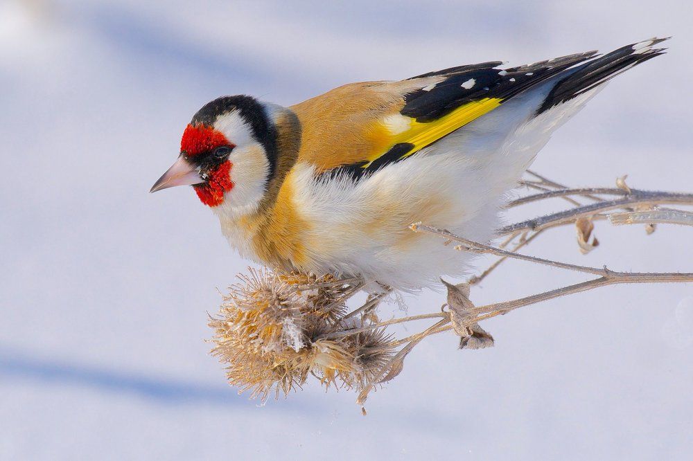 Февральский щёголь.