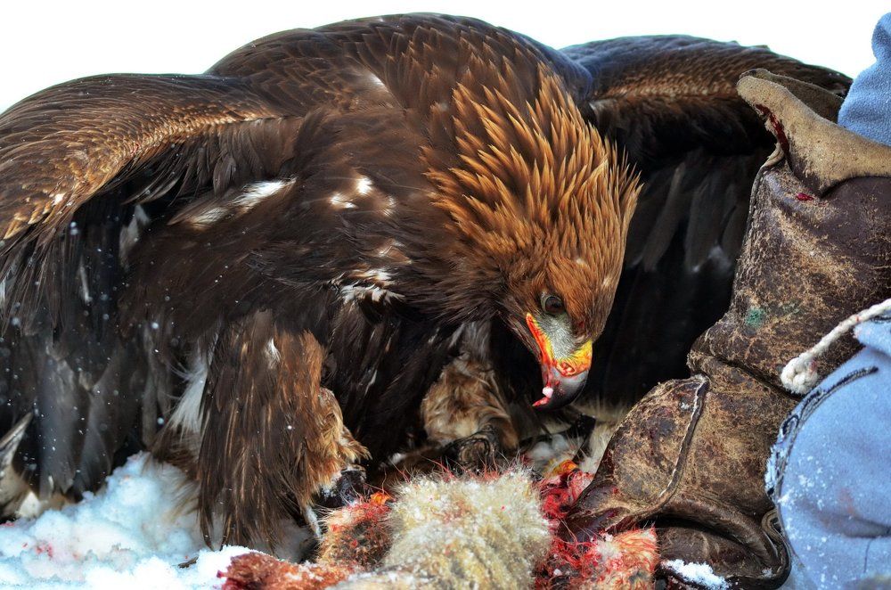 Ручной хищник