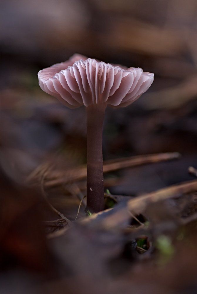 в багровых тонах