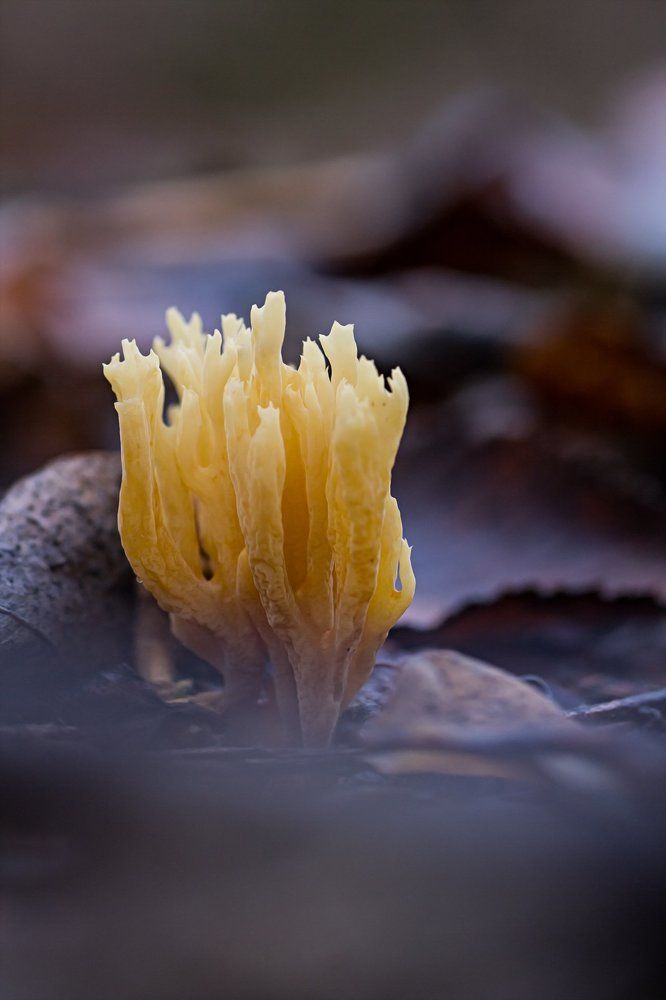 Пламя осенней грусти