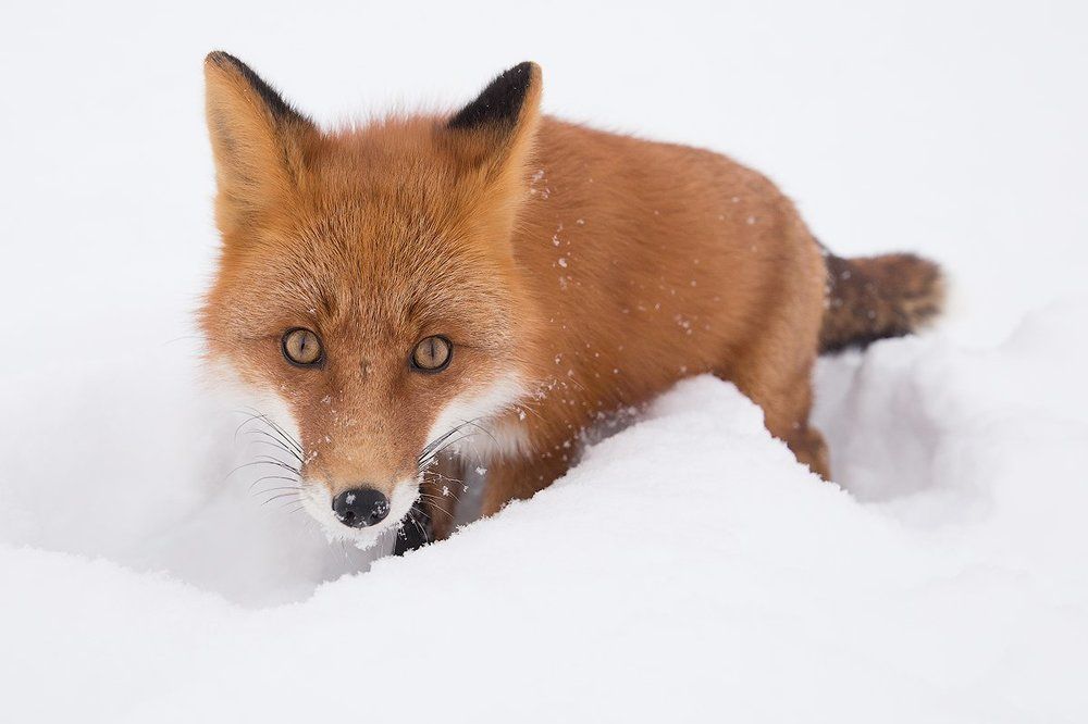 Любопытство