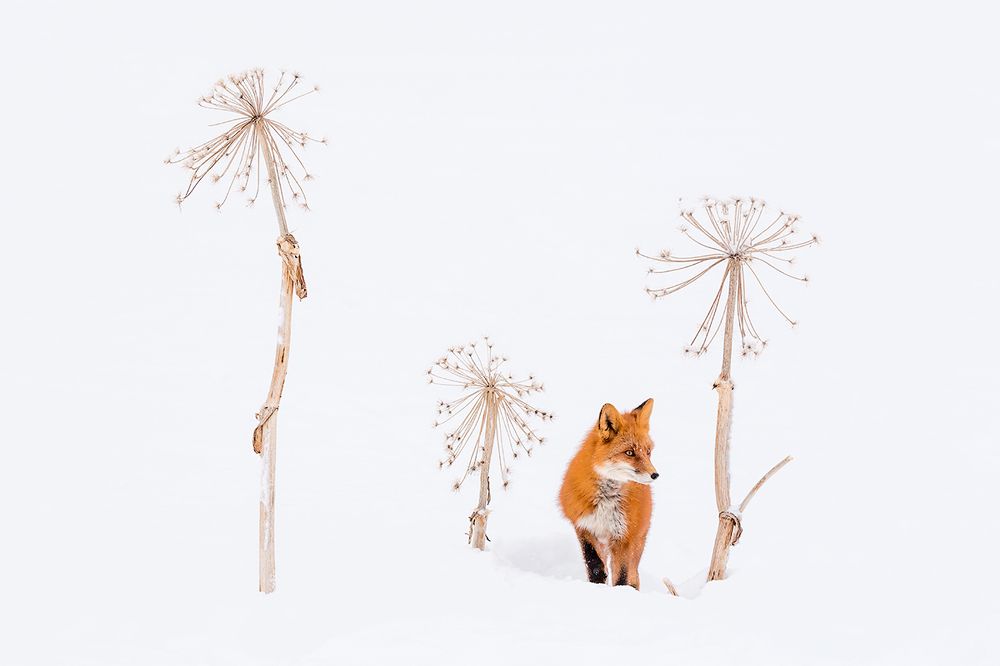 Зимний натюрморт