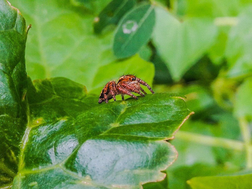 Small Spider
