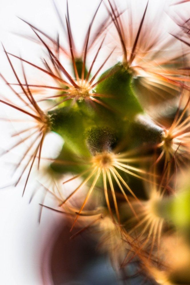 Макрокактус