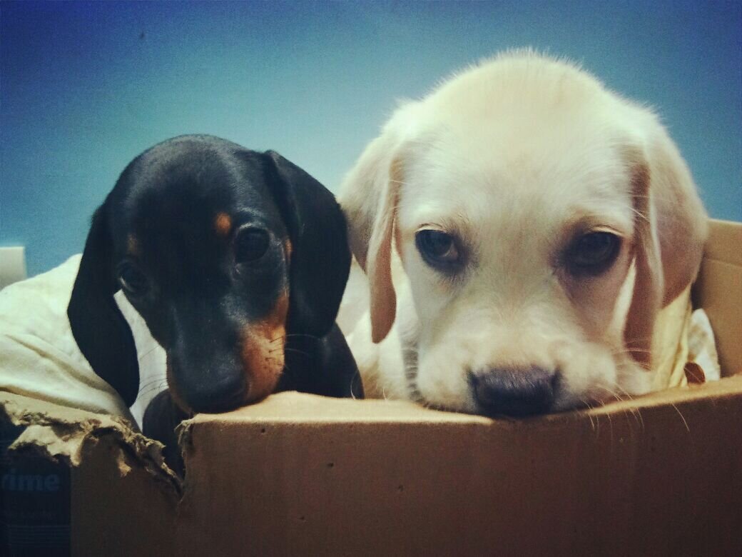 Doofus Duo