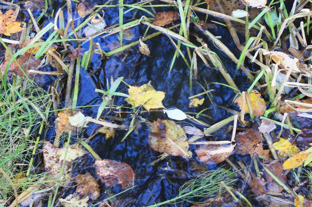 Осенние листья