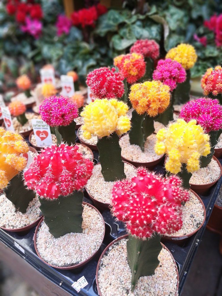 Радуга во всем ,любовь во всем