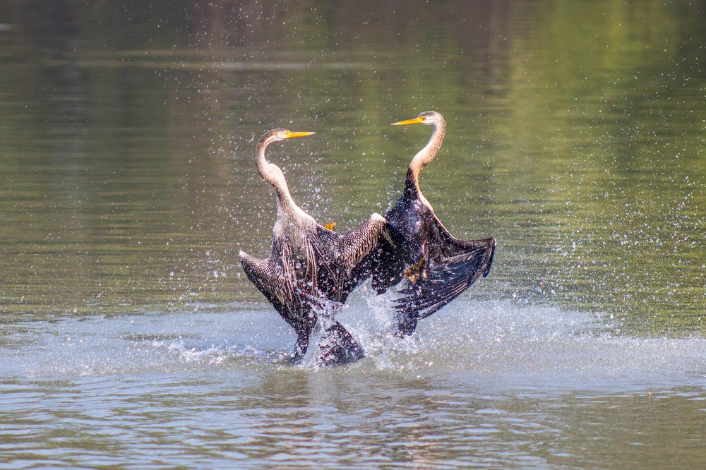 The Territorial Fight