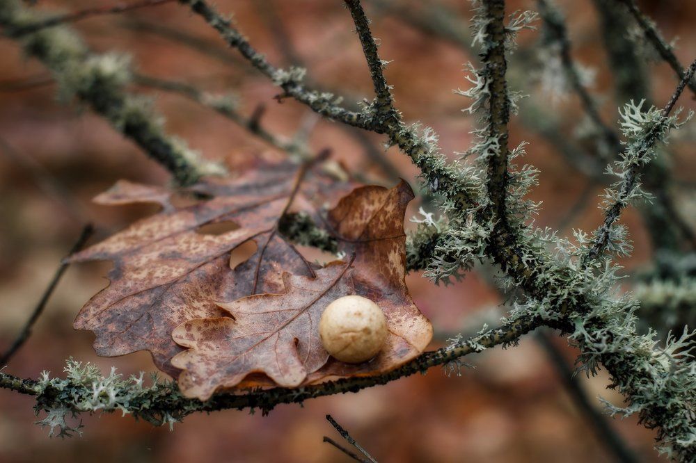 Увядающая красота..