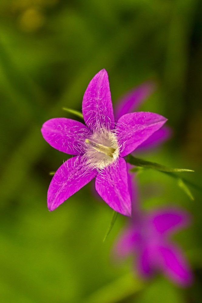 Карпатский колокольчик.