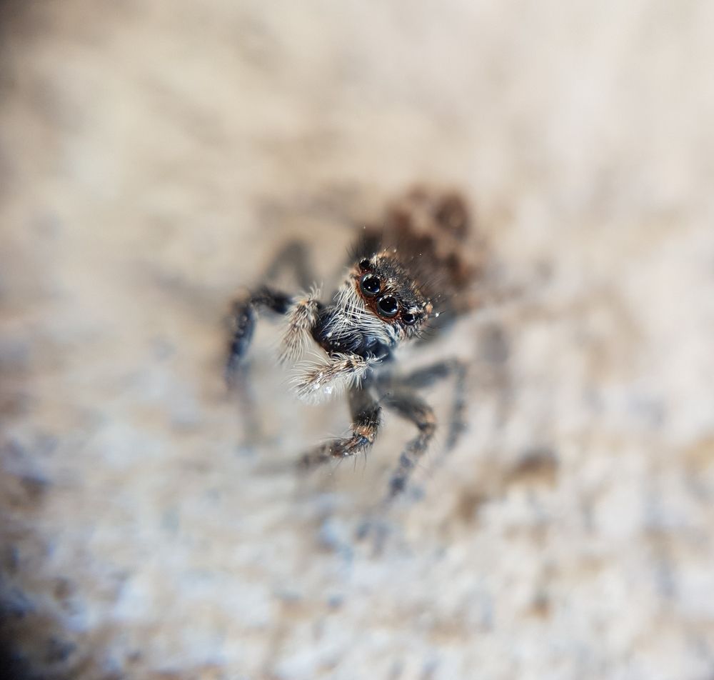 Позирующий паук