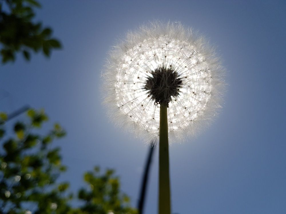 Dandelion lamppost