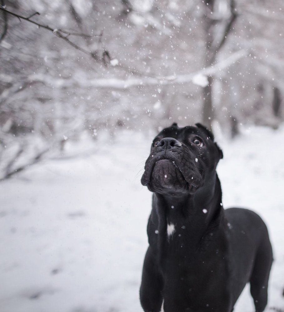 Первый снег
