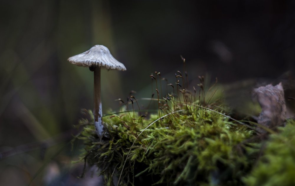 little world underfoot