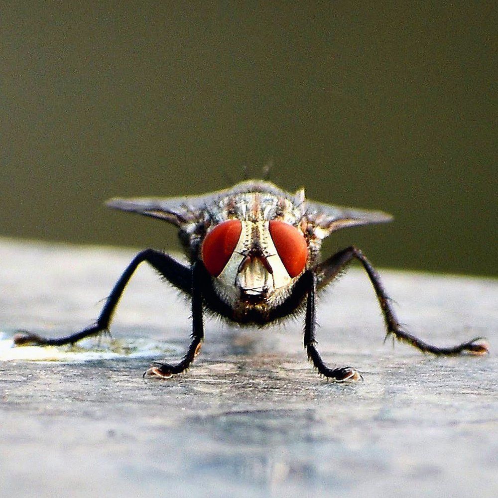 Musca domestica (Housefly)