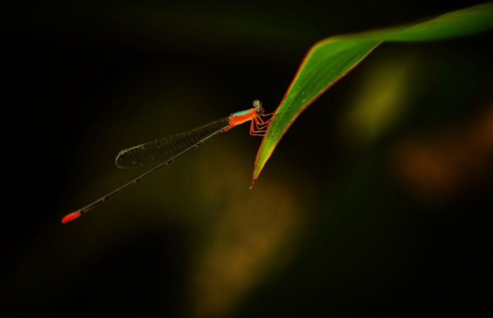 Dragonfly