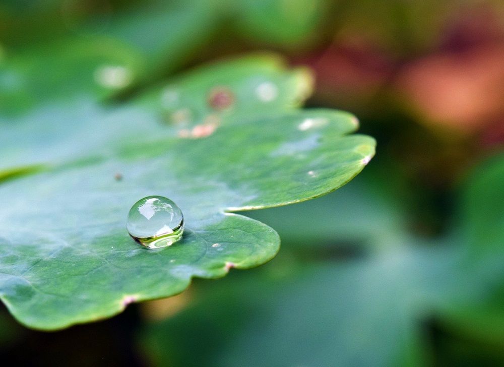 Droplet on a leaf