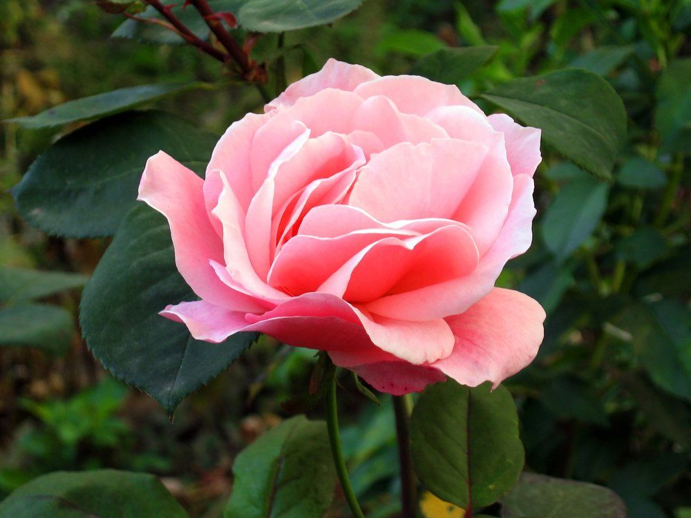 Flowers of rose close-up outdoor