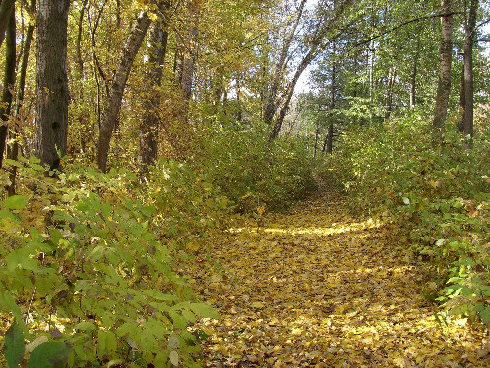 Золотой ковер