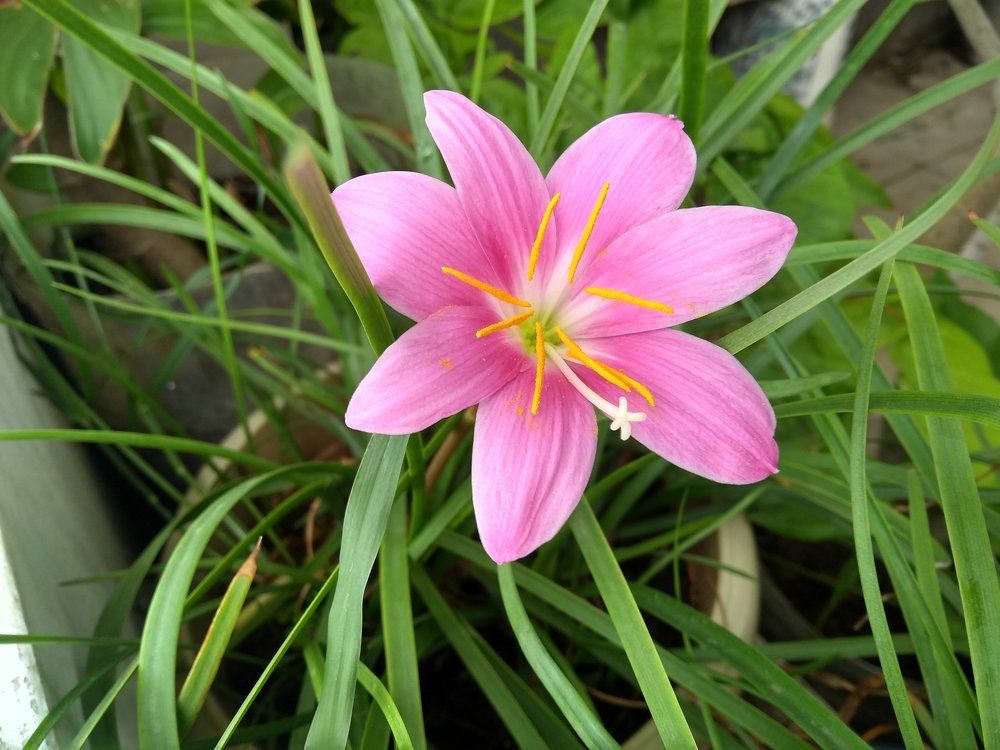 Garden Flower photography