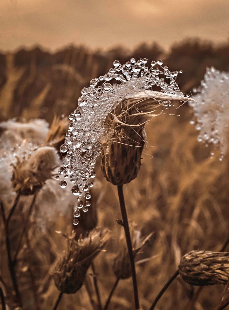 The Queen in the Crystal Crown