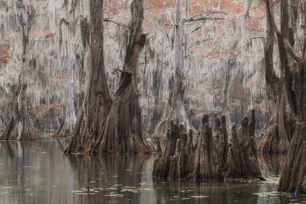 Зарождение жизни