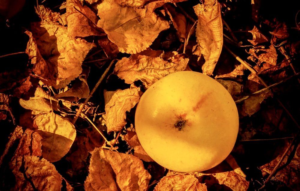 Яблоки в Янтарном саду.