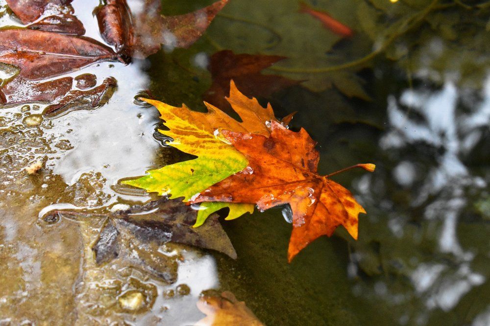 Photograph by Котова Лиза