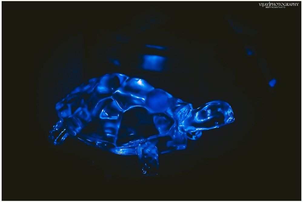 light turtle