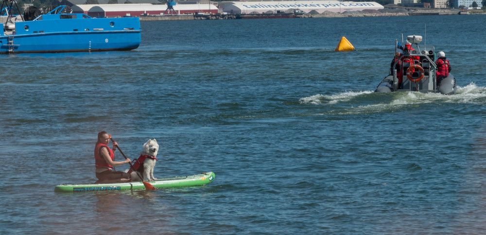 катание собак