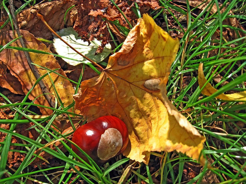 Fallen maple leaf in the grass with a chestnut