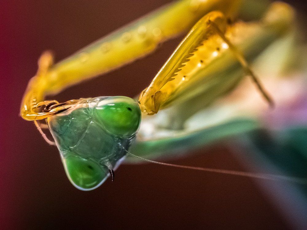 Ус потерял! Что ж теперь делать-то?!?