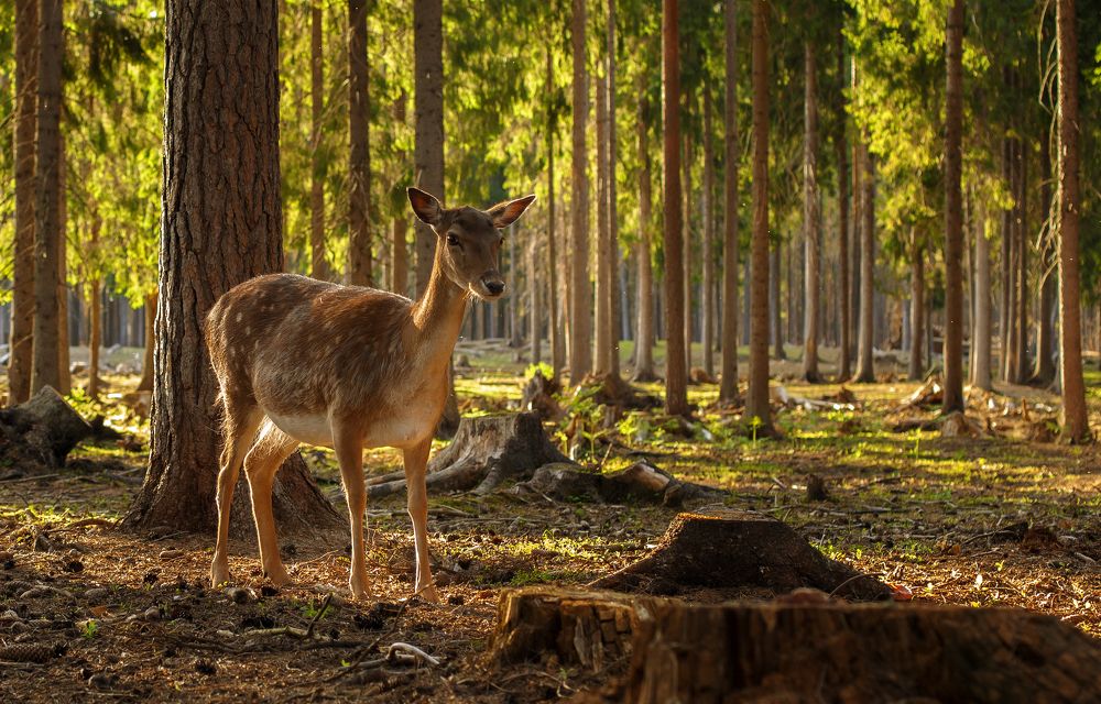 Photograph by Andrey Rut