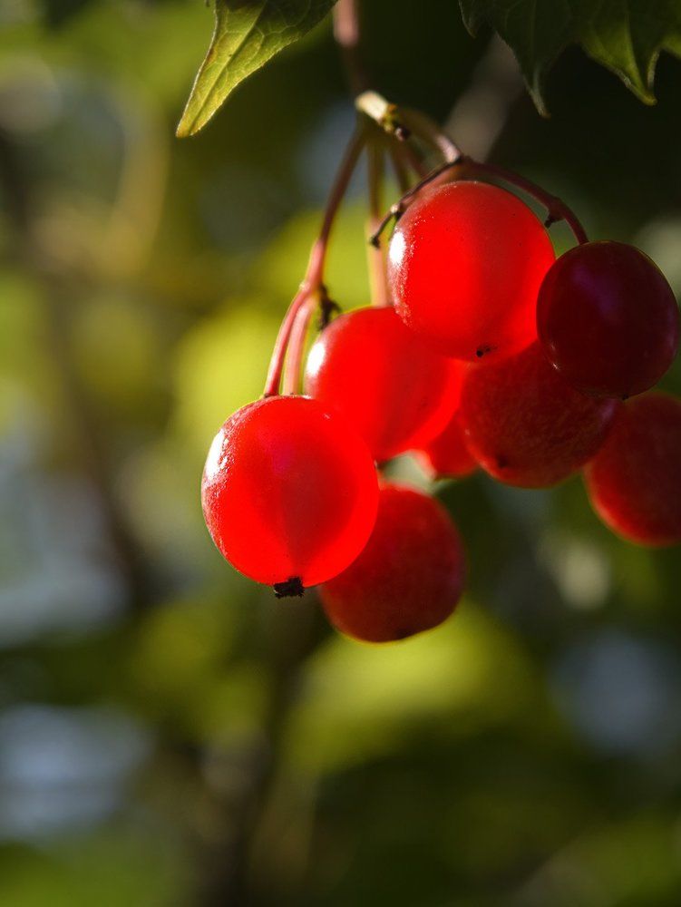 Калина красная