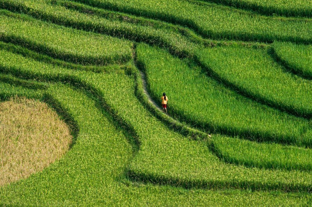 Рисовые поля