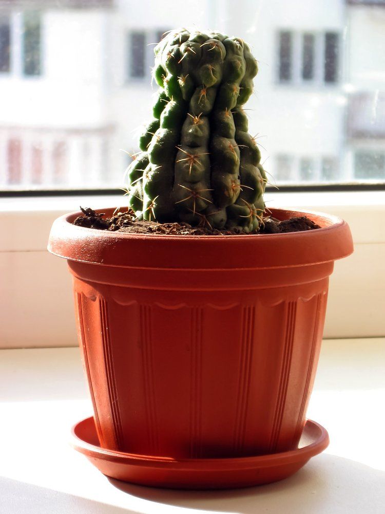 Cactus close-up in the pot on windowsill