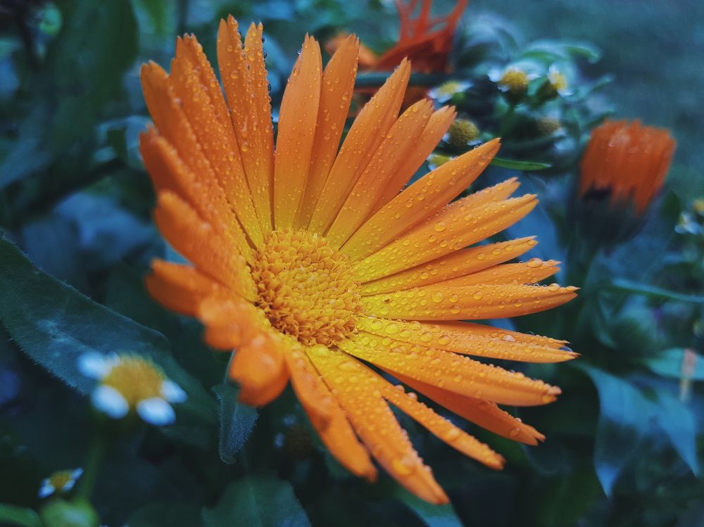 Потрясающий утренний цветок