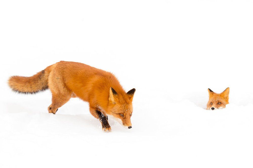 Кто пришел?