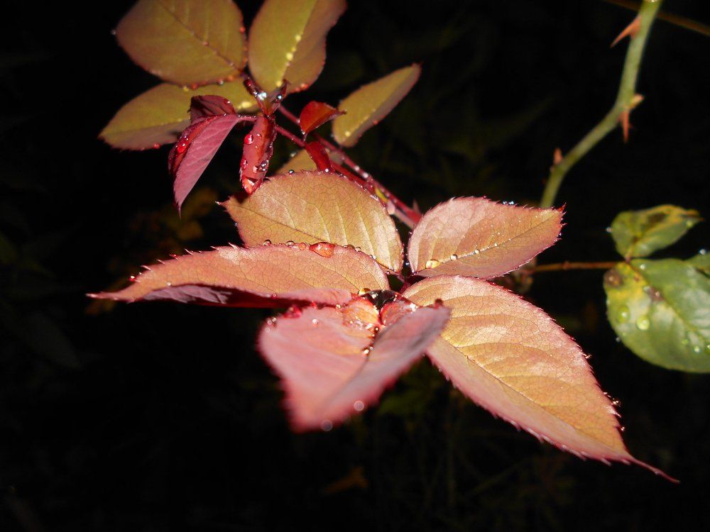 Rose leafs