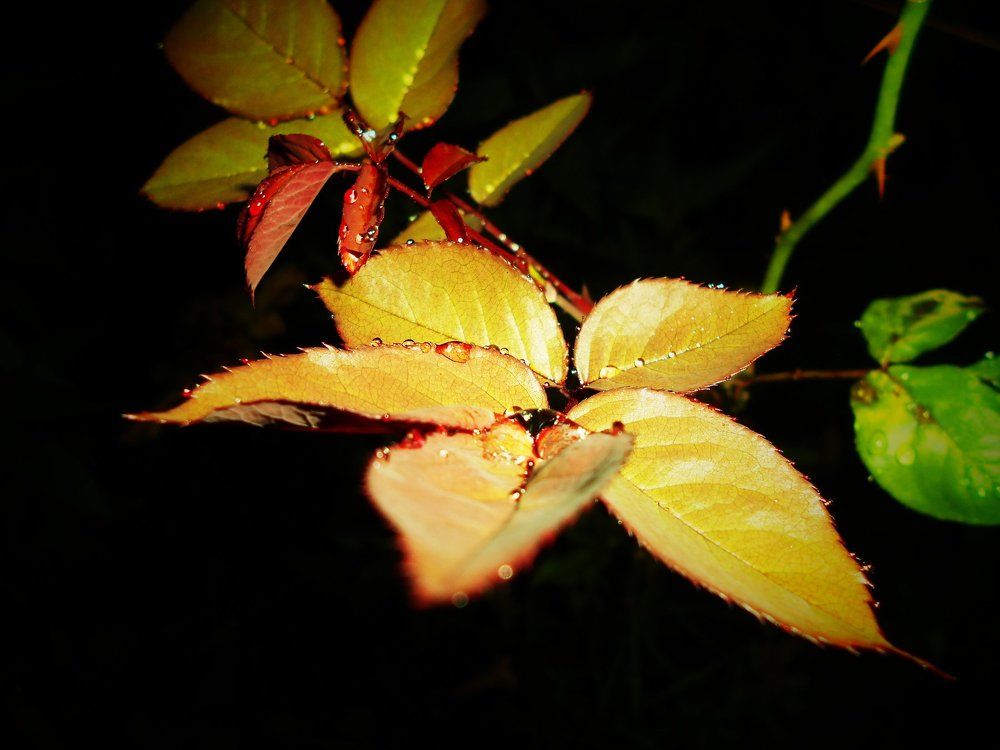 Rose leafs