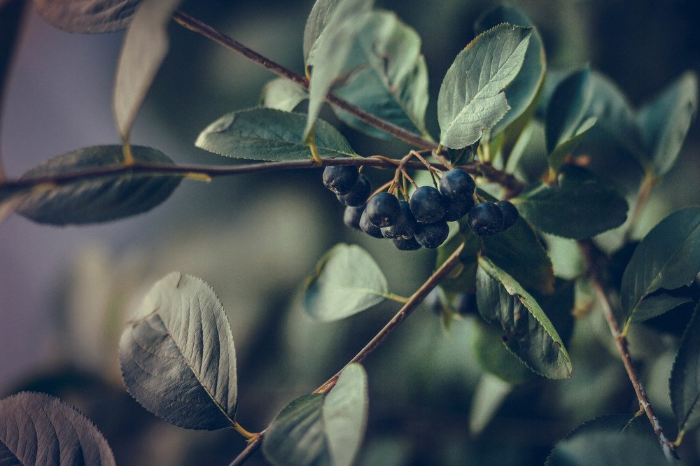 Черноплодка