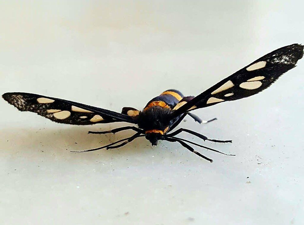 Nine-spotted moth