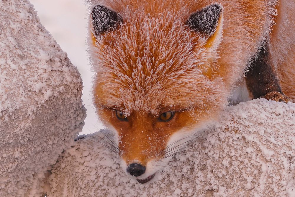 Портрет лисы в разных ракурсах.