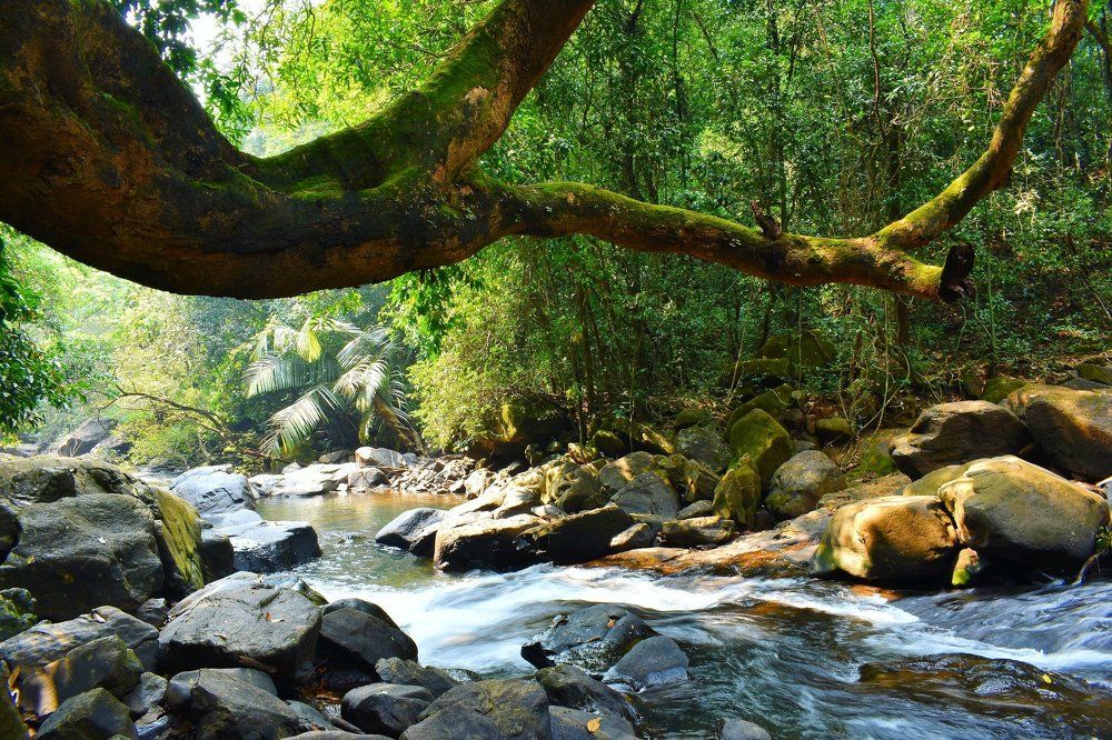 An Incredible Jungle of India